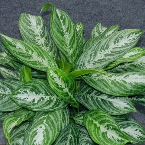 thumbnail for publication: Florida Foliage Plant Cultivar: Aglaonema 'Moonlight Bay'